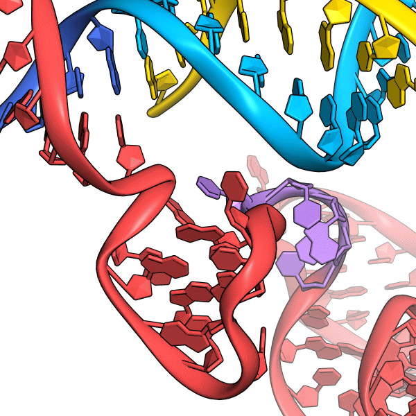 Cas9_nucltype_detail2.png Cas9_nucltype_detail2.png