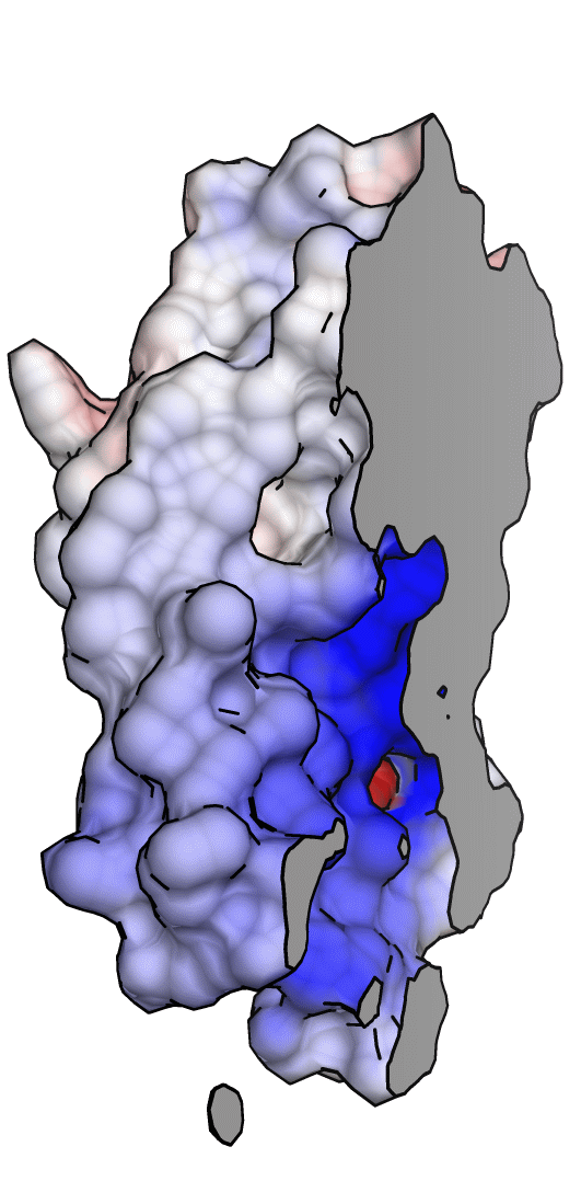 YidC_Surface4-L.png YidC_Surface4-L.png