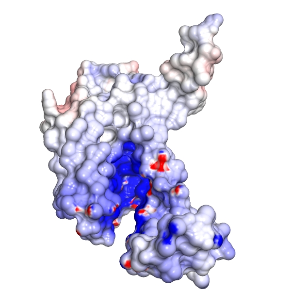 YidC_surf_norad.jpg YidC_surf_norad.jpg