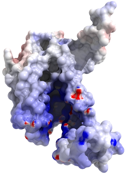 YidC_surf_radio1.jpg YidC_surf_radio1.jpg